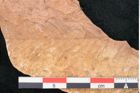 Foto (Detailansicht) von Taxodium distichum miocenicum Heer (NHMW-GEO-2024-0188-7946)